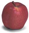 Apple (small)